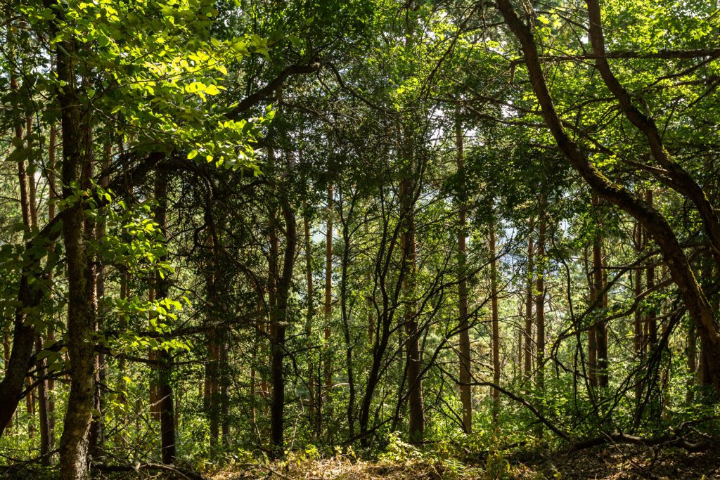 Boomverzorging houdt zich bezig met de individuele bomen in uw tuin en staat voor de aanplant, het onderhoud het verwijderen van bomen. 